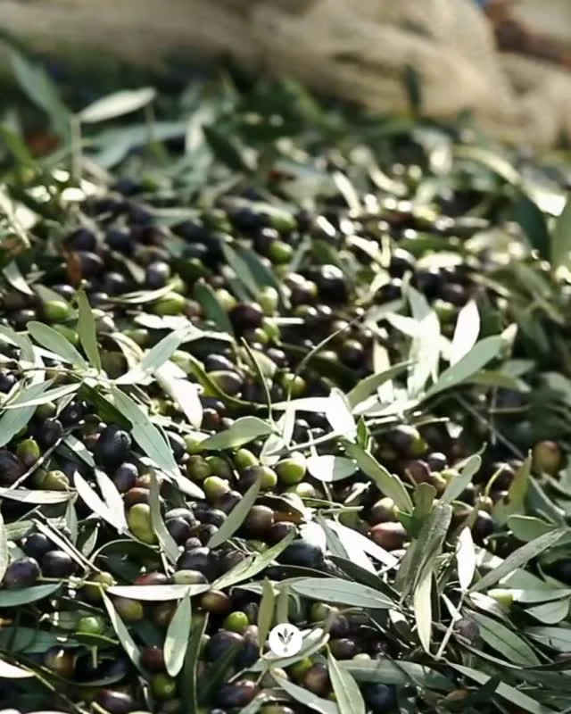 Olive season, heart of tradition🍈

#ladolea #extravirginoliveoil #ladoleaoliveoil #olive #season #heart #of #tradition