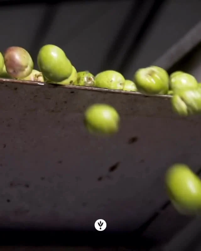 Fresh from the harvest 🌿

#ladolea #extravirginoliveoil #ladoleaoliveoil #fresh #from #the #harvest